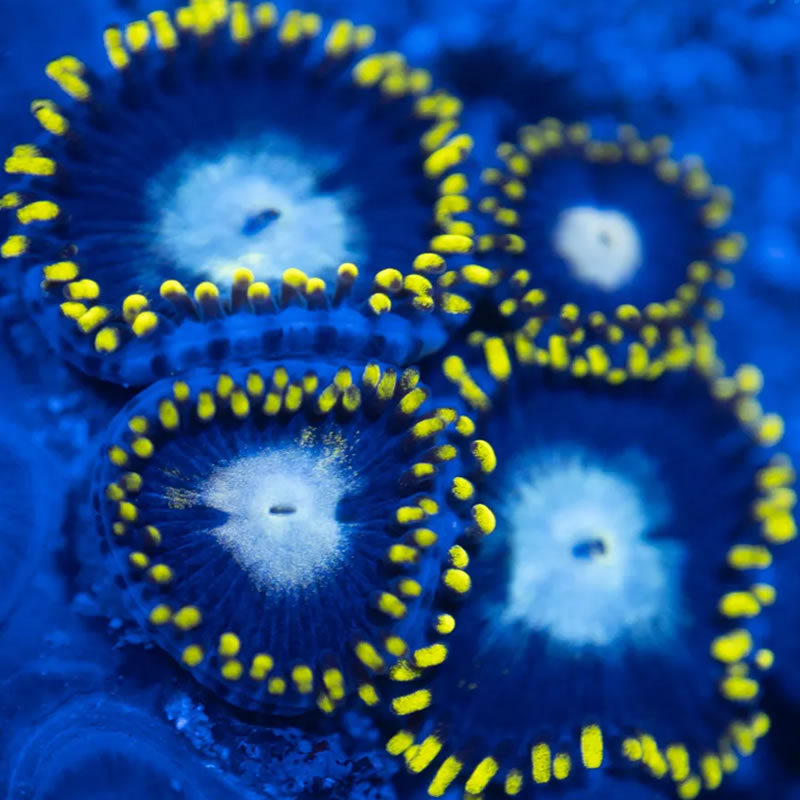 Spyro zoas - Reef Stable
