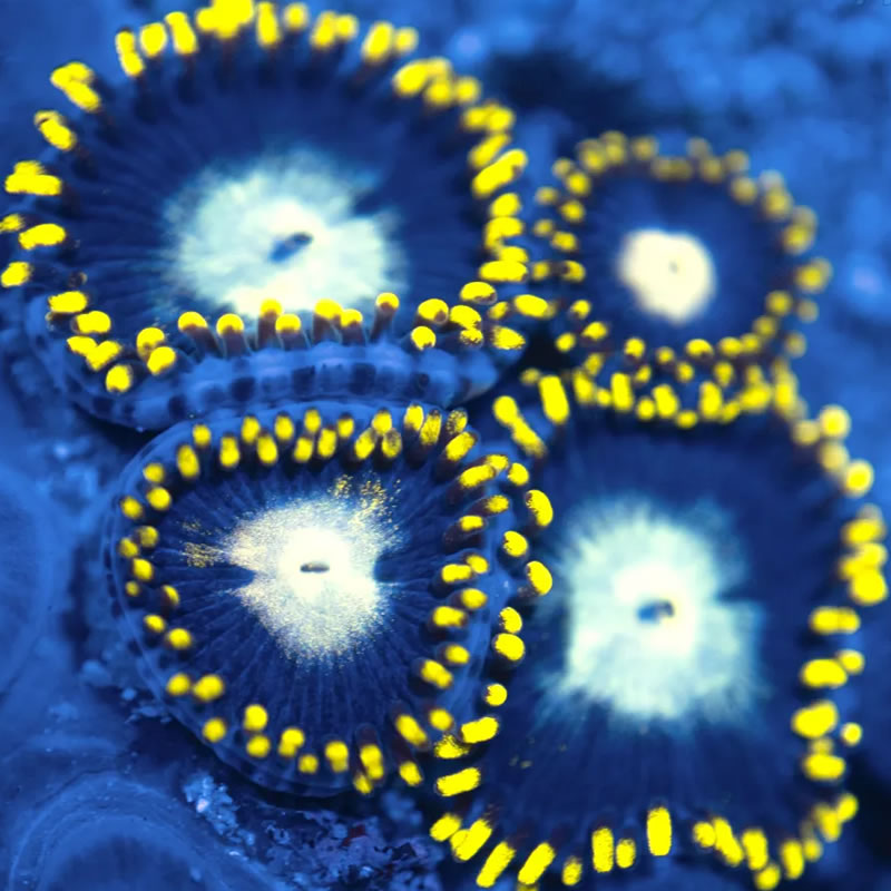 Spyro zoas - Reef Stable