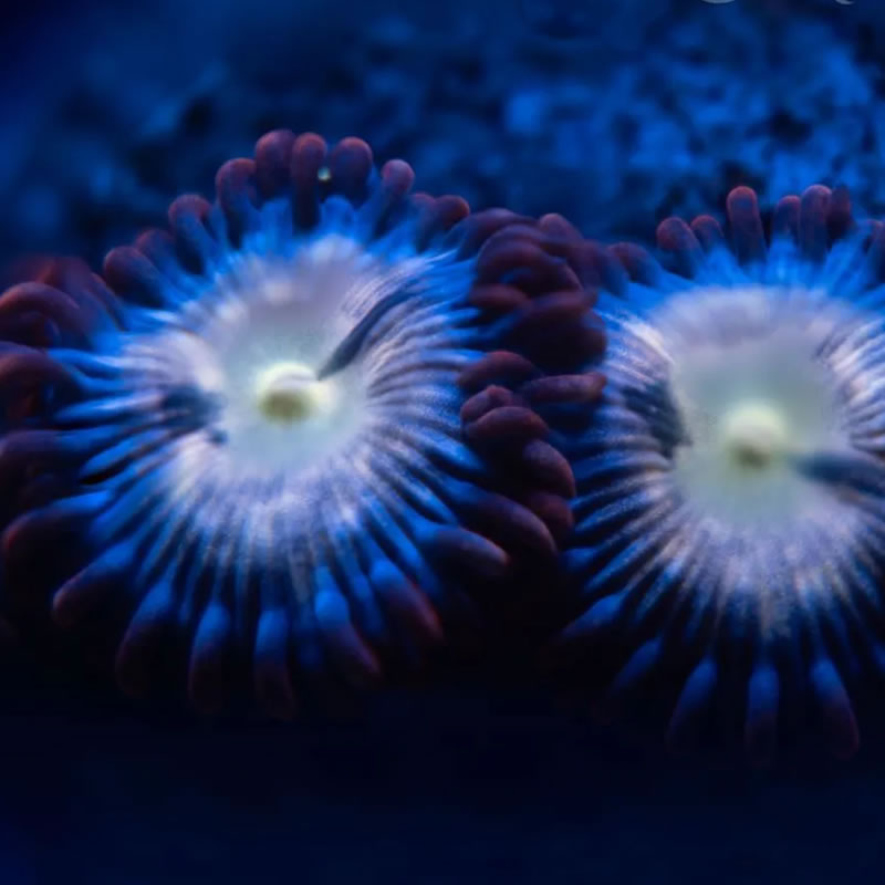 Star Fox zoas - Reef Stable