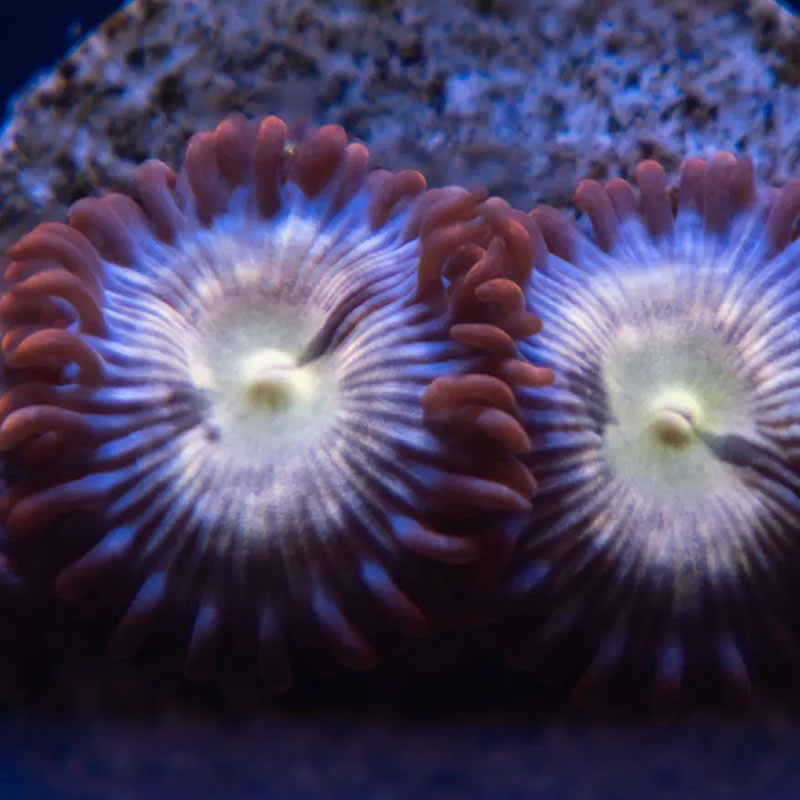 Star Fox zoas - Reef Stable