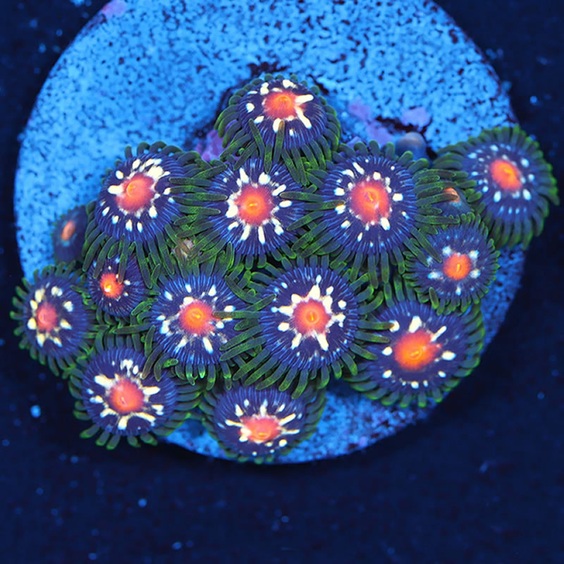Star Gazer