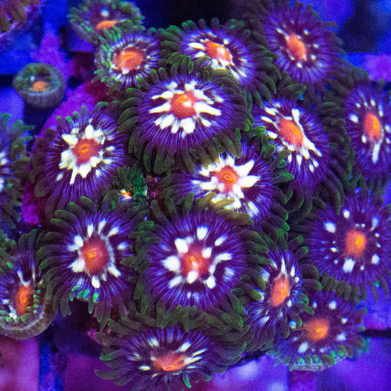 Star Gazer