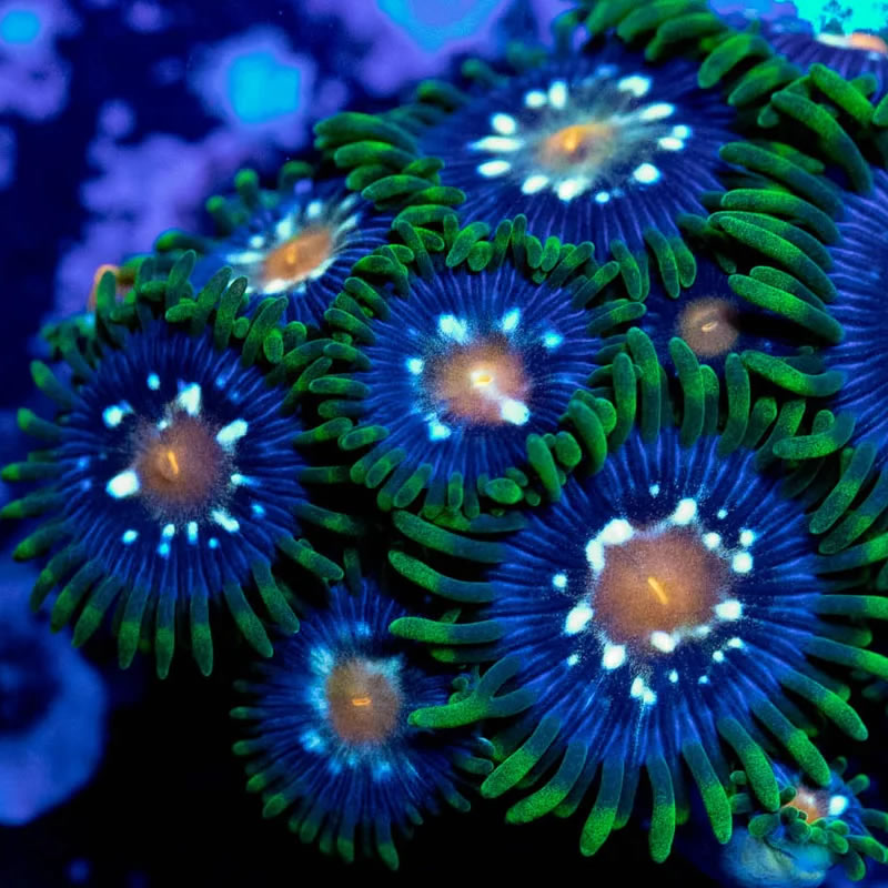 Star Gazer