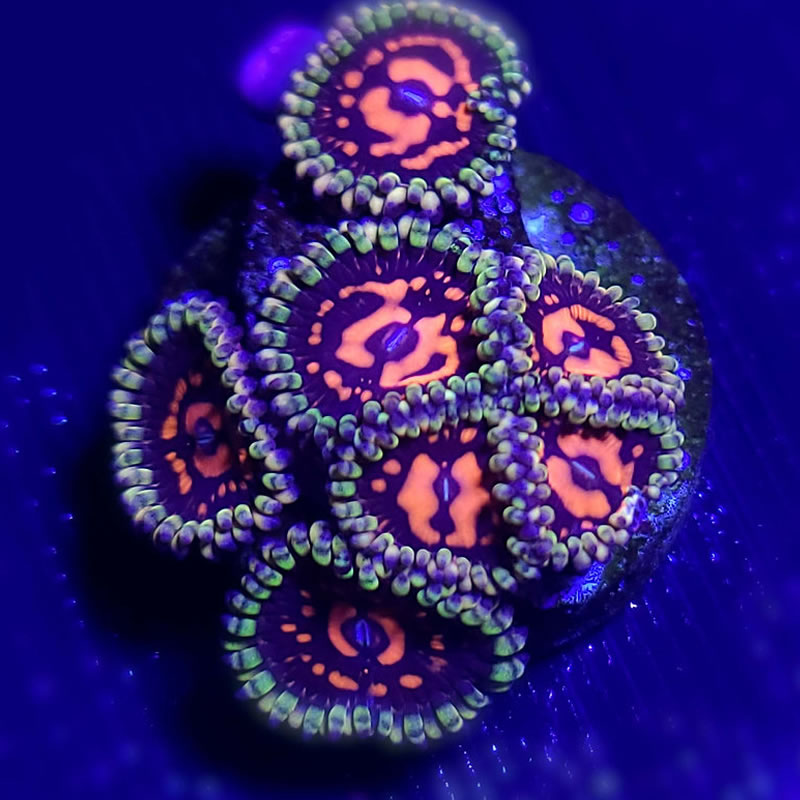 Sticker Shock zoas - CoralAddicts