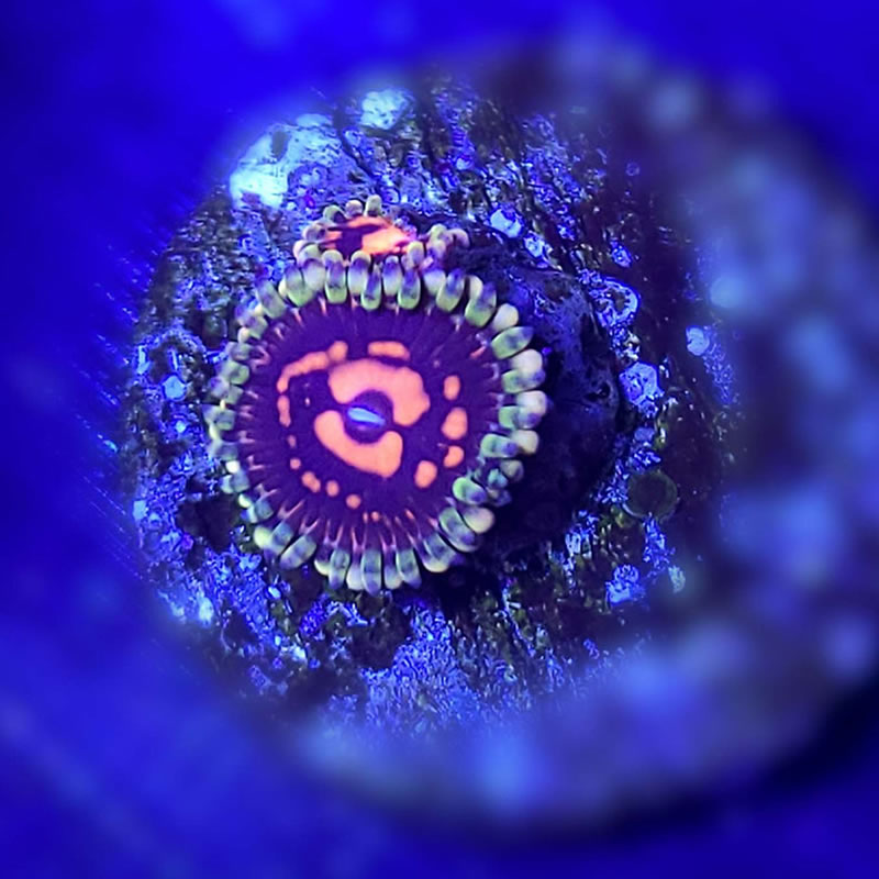 Sticker Shock zoas - CoralAddicts