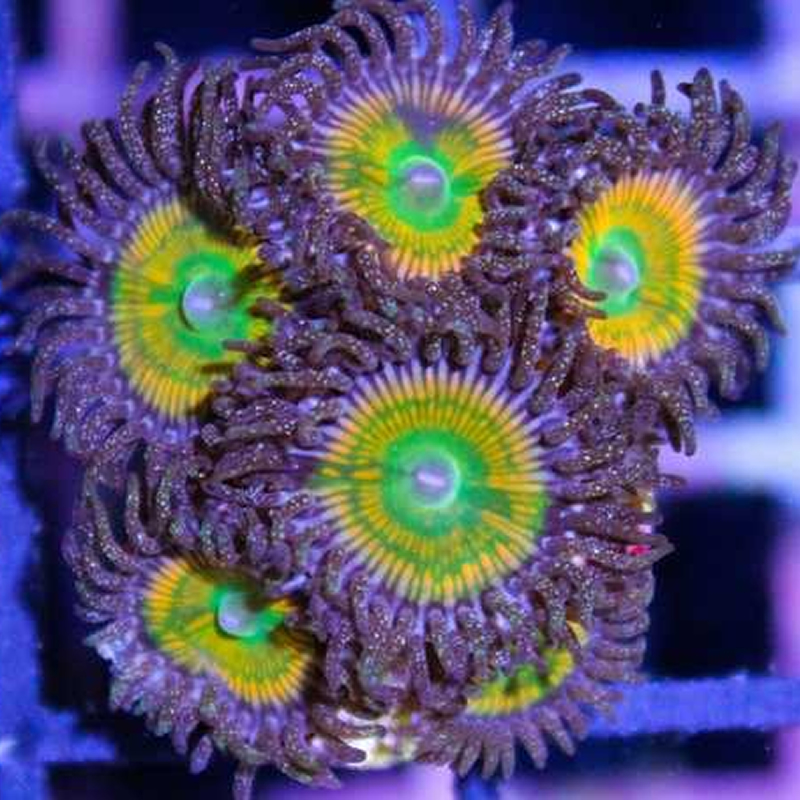 Photo of Sunny D Zoas from Fragbox Corals