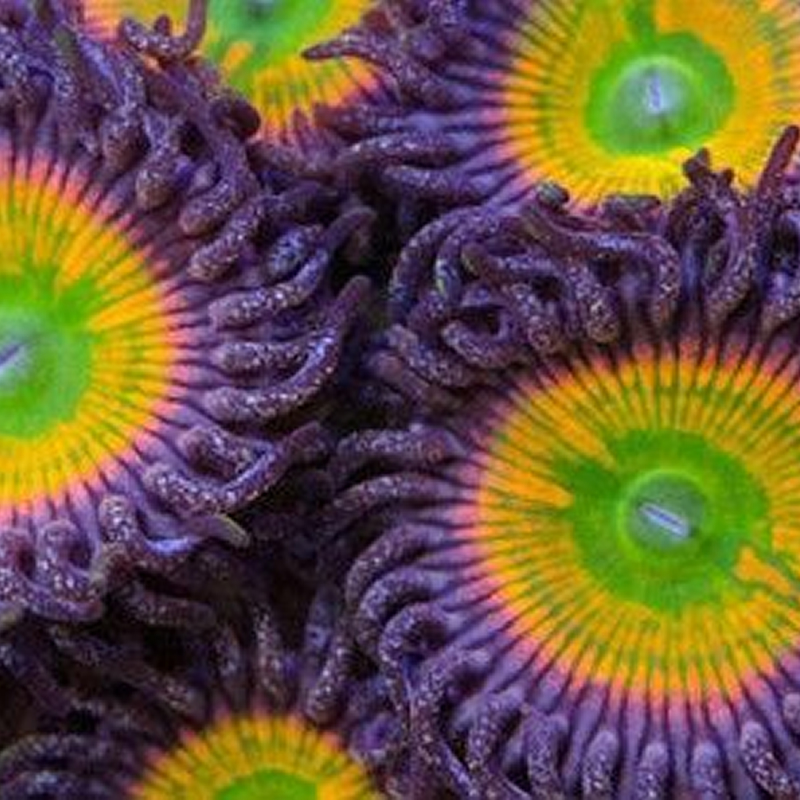 Photo of Sunny D Zoas from Fragbox Corals