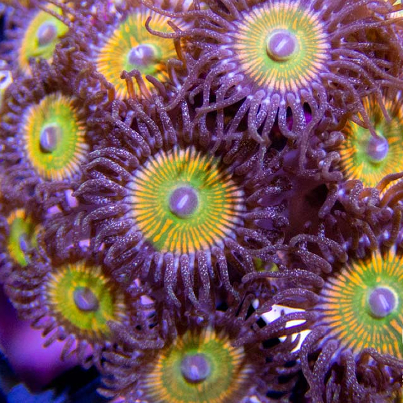 Photo of Sunny D Zoas from Sunnyside Corals