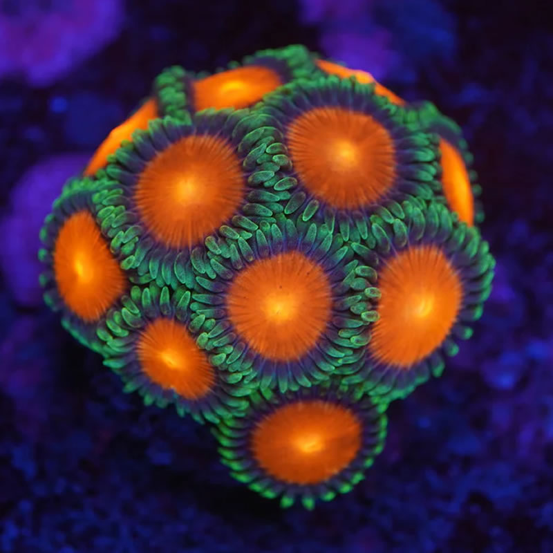 Sunrise Supernova