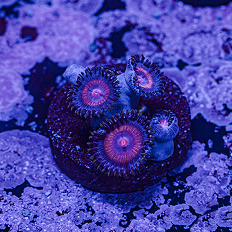Supergirl zoas - Queen City Corals