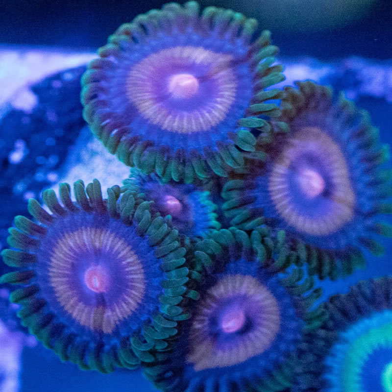 Supergirl zoas - RVA Corals