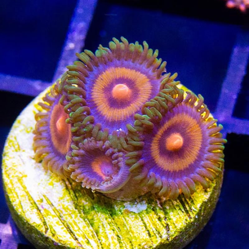 Supergirl zoas - Sunnyside Corals