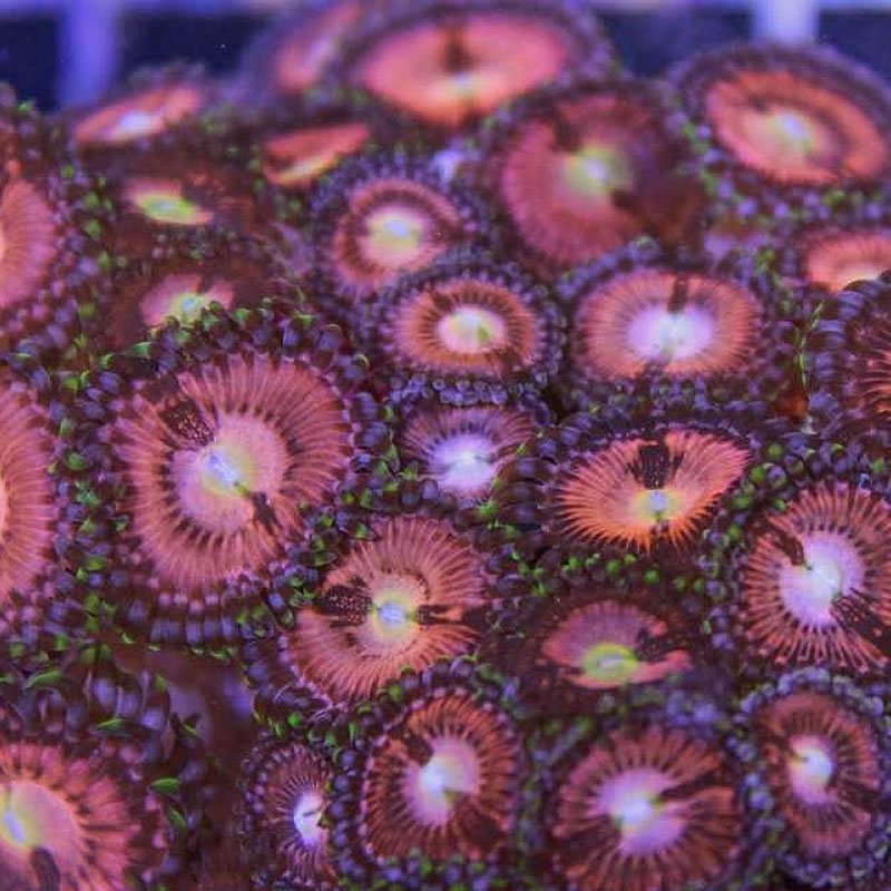Supernova zoas - Fragbox Corals