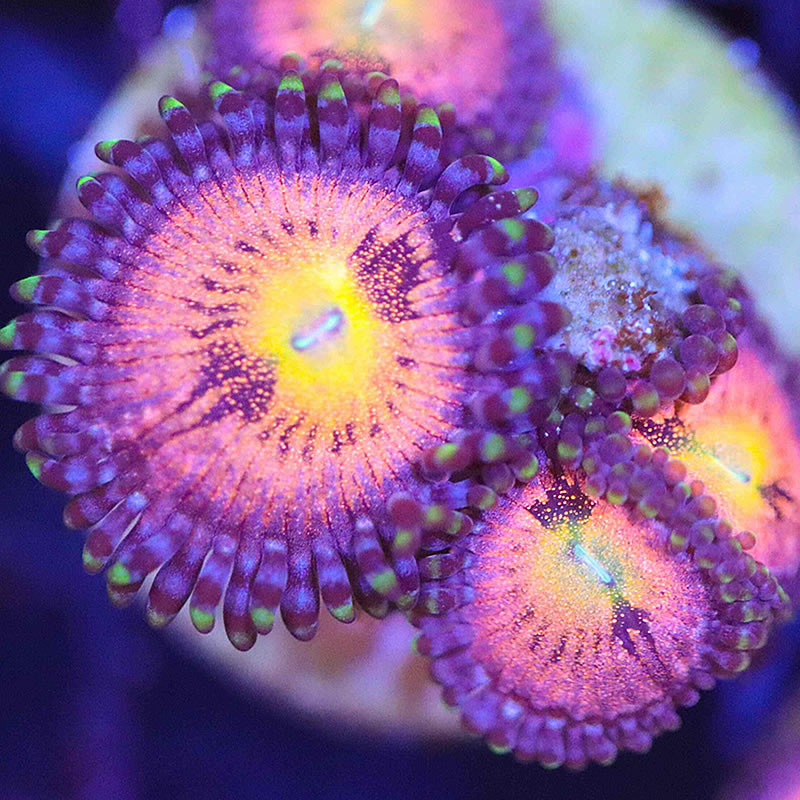 Supernova zoas - Fragbox Corals