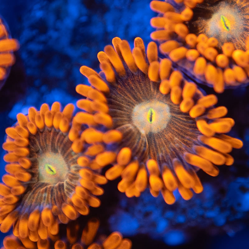 Supernova zoas - Reef Stable