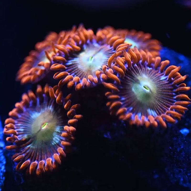 Supernova zoas - Reef Stable