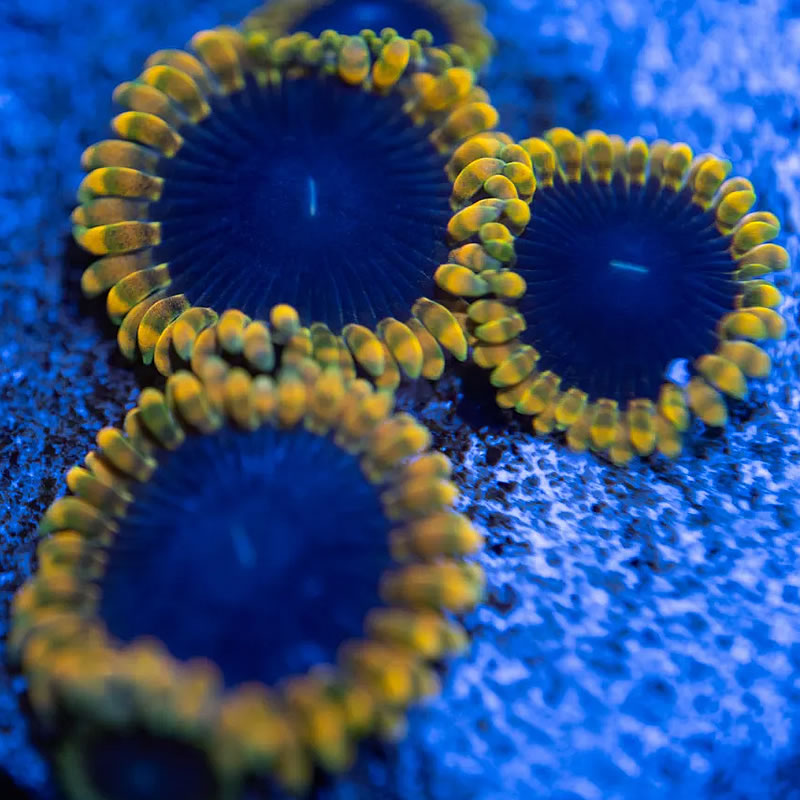 TSA Warp Drive zoas - Reef Stable