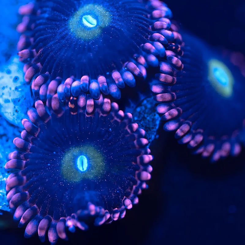 Twisted Sister zoas - Reef Stable