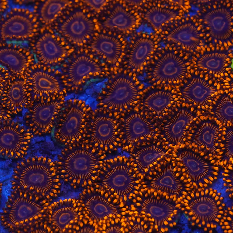 Twizzler zoas - Kung Fu Corals