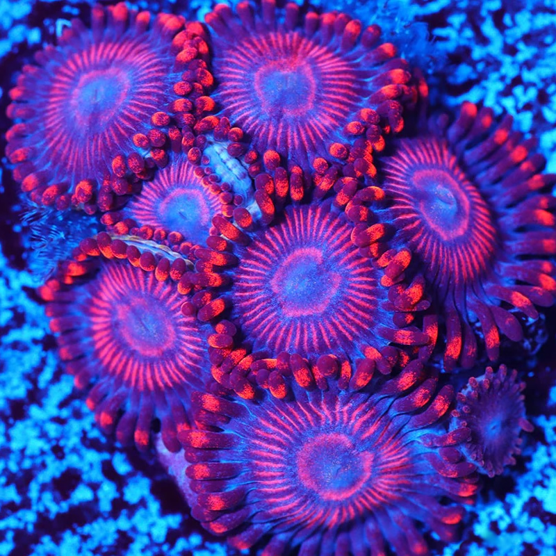 Twizzlers zoas - A Reef Creation
