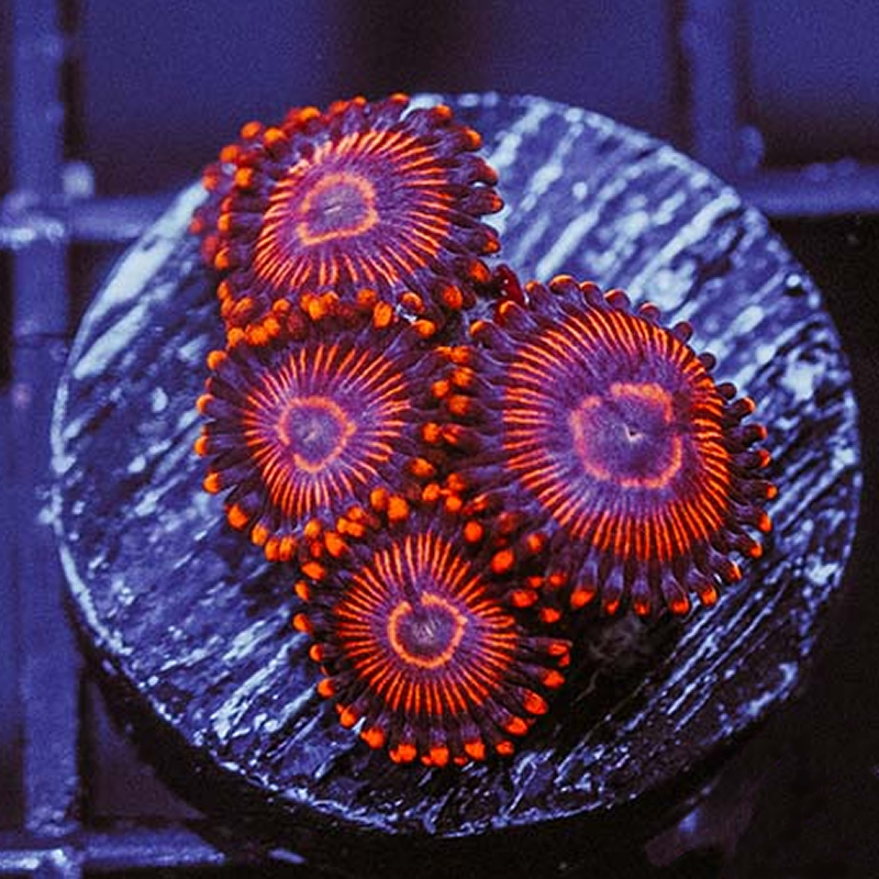 Twizzlers zoas - Queen City Corals