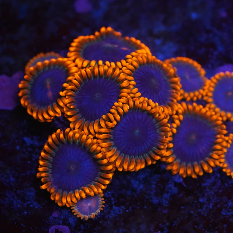 Ultraviolet