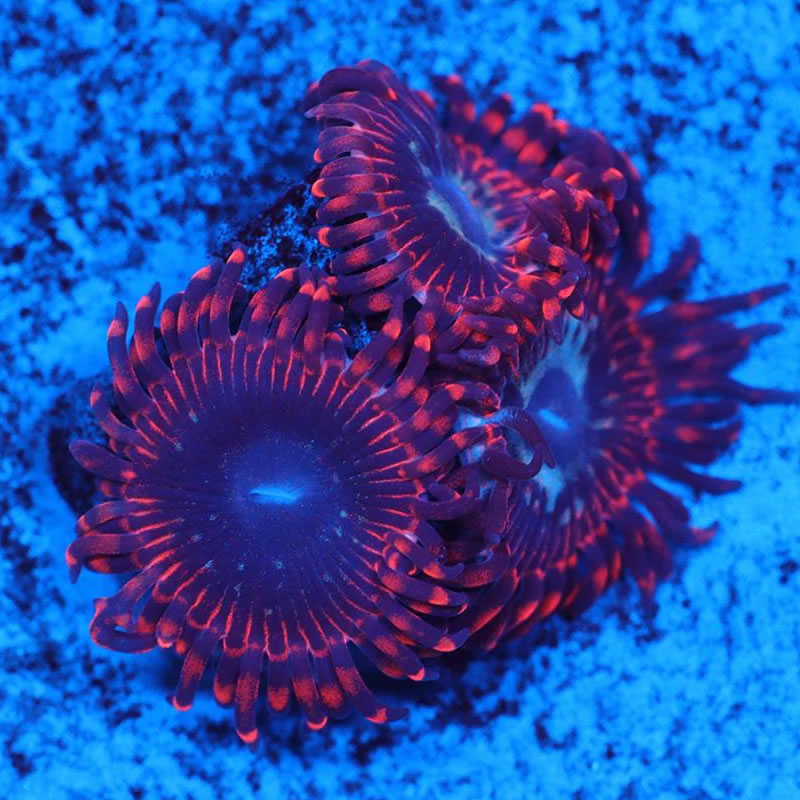 Utter Peace zoas - A Reef Creation