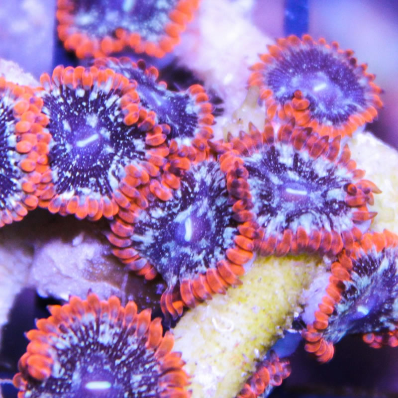 Utter Peace zoas - Fragbox Corals
