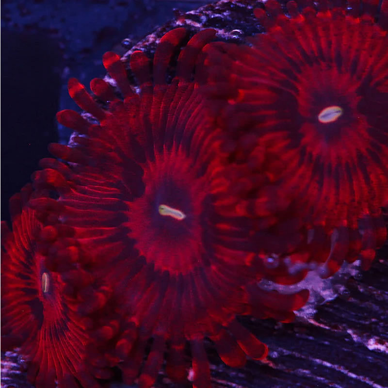 Valentine's Day Massacre (VDM)