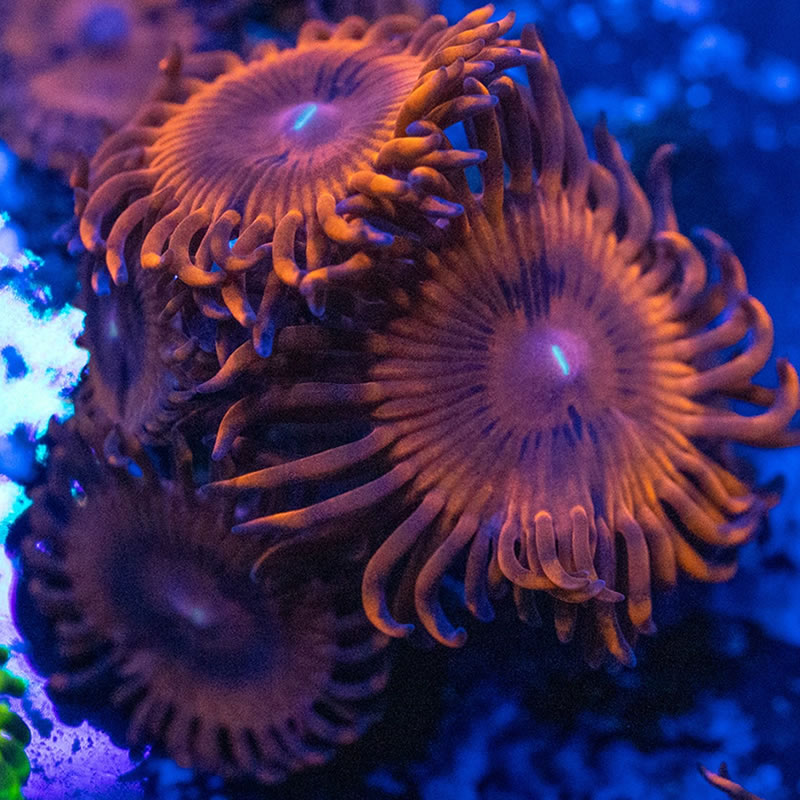 Valentine's Day Massacre (VDM)