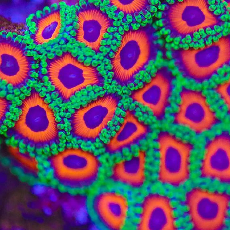 Watermelon zoas - Fragbox Corals
