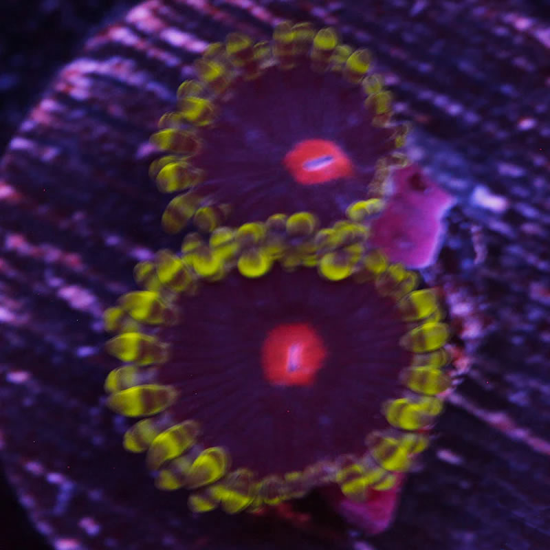 Widowmaker zoas - A Reef Creation