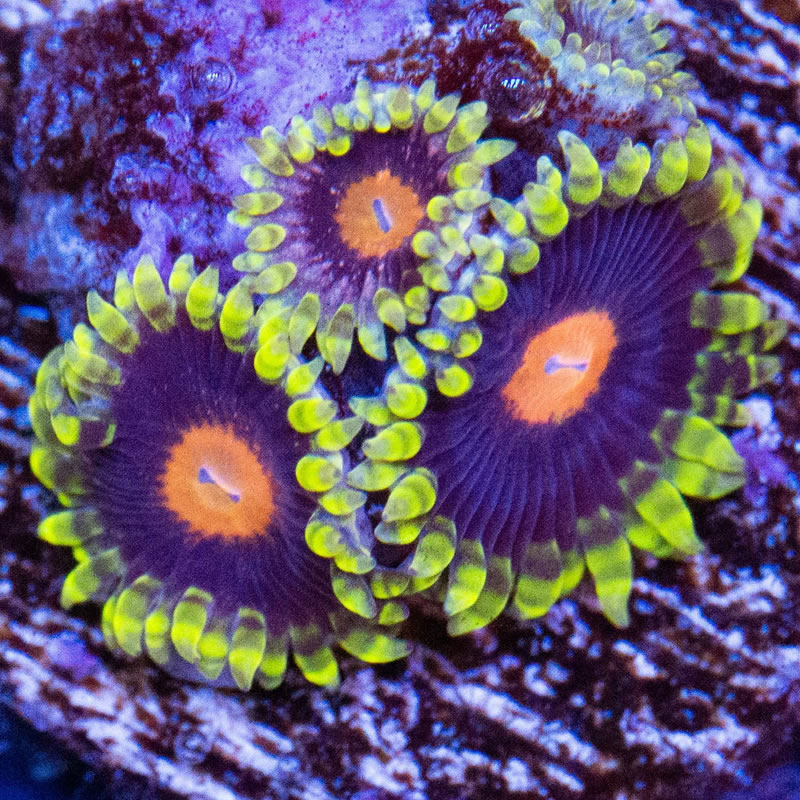 Widowmaker zoas - Reefco Aquariums