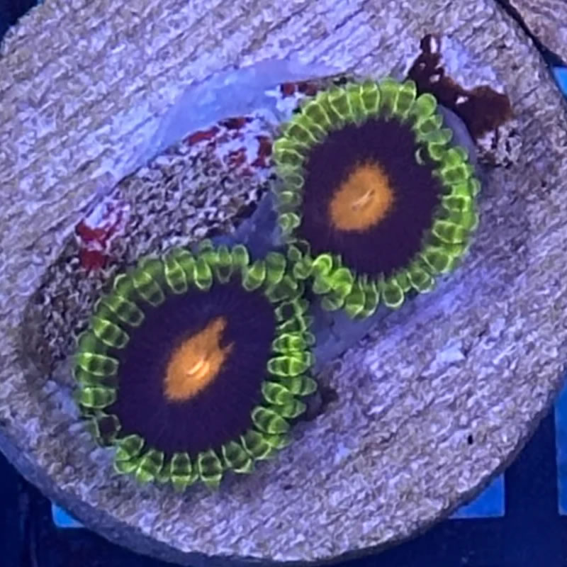 Widowmaker zoas - Reefco Aquariums