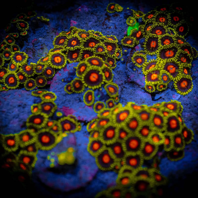 Yellow Brick Road zoas - Reef Chasers